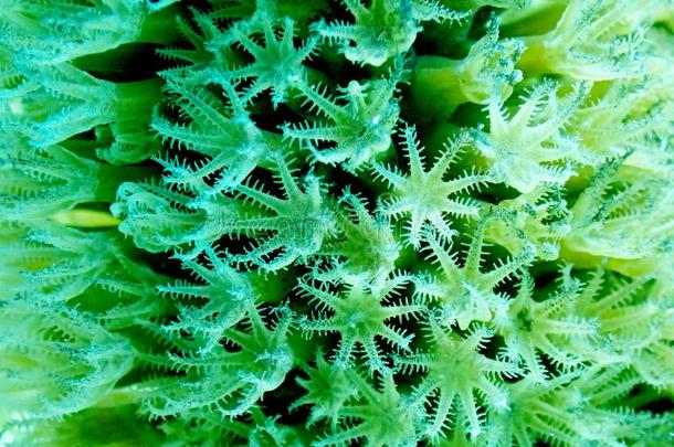 关-在上面关于s关于t珊瑚触手,博内尔岛,加勒比海海
