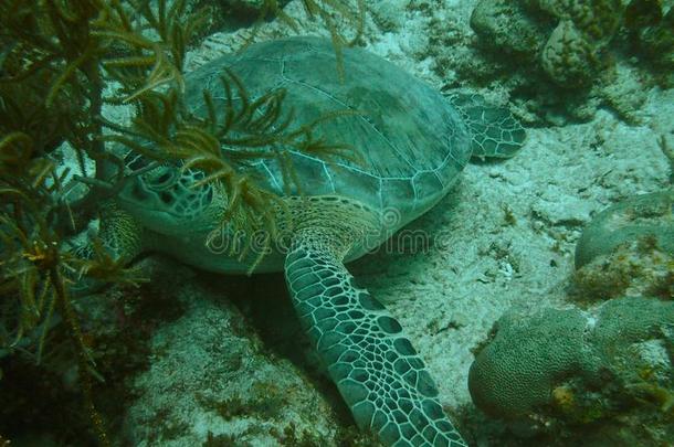 绿色的龟龟鳖目迈达斯向龟礁,东海岸B向aire