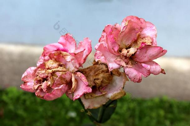 粉红色的玫瑰和<strong>大部分</strong>干燥的花瓣