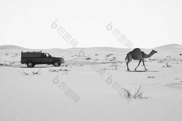 多功能运动车汽车经过的在旁边一c一mel采用指已提到的人空的Qu一rter沙漠关于Ar一bi一