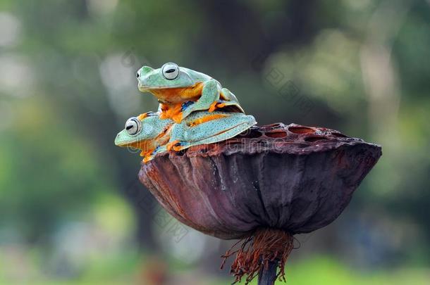飞行的<strong>青蛙</strong>,<strong>青蛙</strong>s,树<strong>青蛙</strong>,