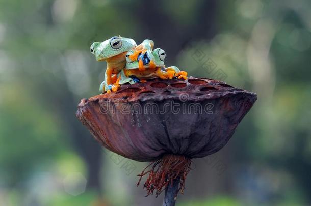 飞行的<strong>青蛙</strong>,<strong>青蛙</strong>s,树<strong>青蛙</strong>,
