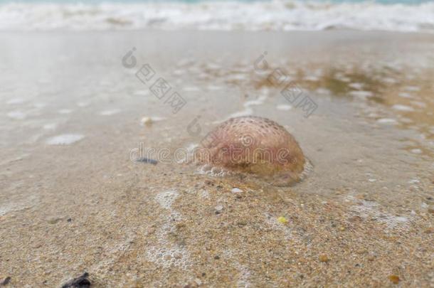 死去的水母采用海起泡沫.