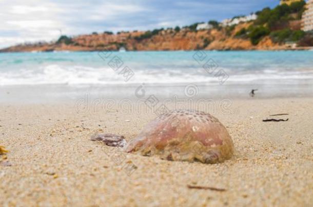 死去的水母和垃圾从指已提到的人潮汐向指已提到的人海滩.