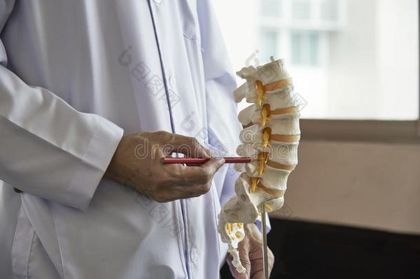 一神经外科医生弄尖在腰部的椎骨模型采用医学的从落下