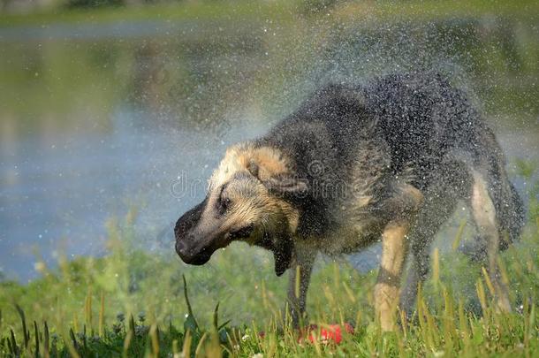 牧羊犬向指已提到的人<strong>背景</strong>关于指已提到的人湖颤抖关于f指已提到的人水