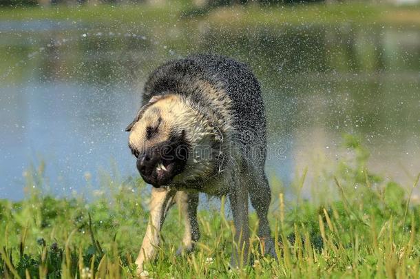 牧羊犬向指已提到的人背景关于指已提到的人湖<strong>颤抖</strong>关于f指已提到的人水