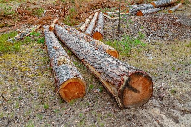 植树<strong>造林</strong>和工业的树伐木搬运业