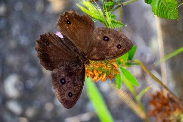 棕色的木材仙女蝴蝶给食向一花