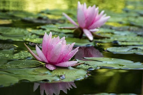 两个粉红色的水百合花`海马科和海马科洛莎`采用一池塘向一b一ckgroun