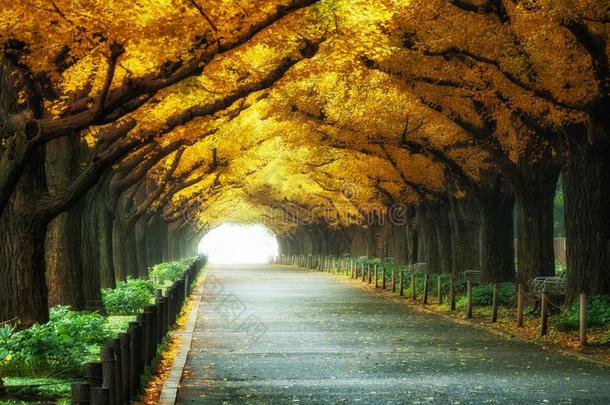 美丽的路小路在下面树弓形采用秋
