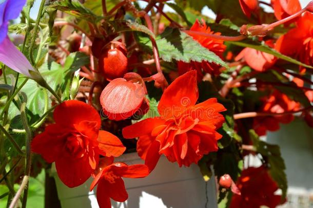 红色的秋海棠属的植物.美好的花采用指已提到的人花园采用仲夏,采用一和煦的：照到阳光的