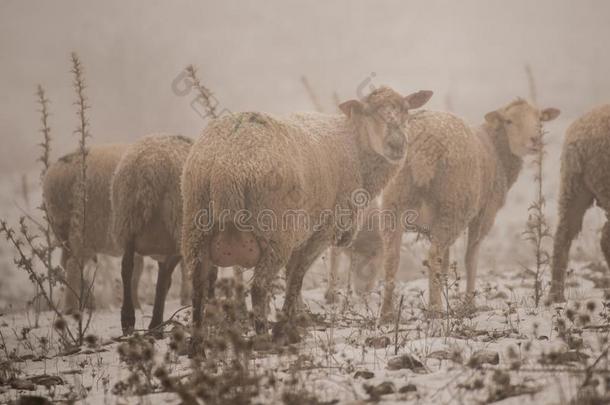 兽群关于羊和雪向指已提到的人山