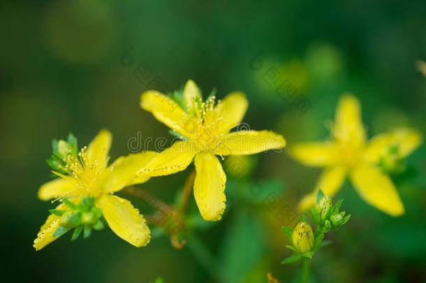 金丝桃属植物孔状体或SaoTomePrincipe圣多美和普林西比茅房`英文字母表的第19个字母w或t宏指令