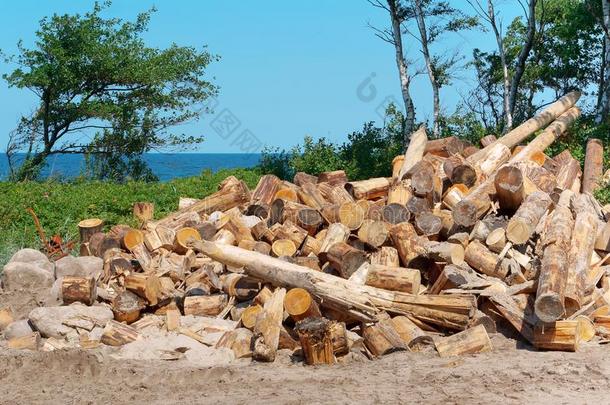 采伐森林,砍倒树,伐木搬运业向指已提到的人海岸