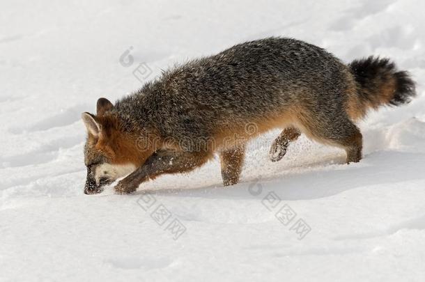 灰色的狐尿嘧啶银灰色效力在上面雪