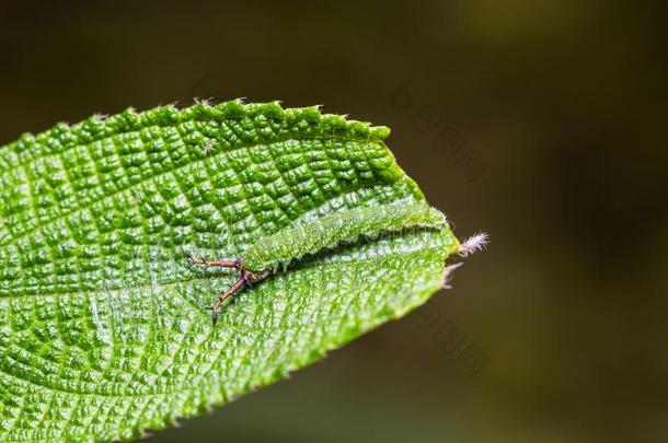 平纹假肢威达蝴蝶毛虫