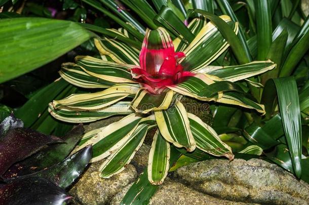 红色的凤梨科植物诺雷格利亚卡罗莱纳州花