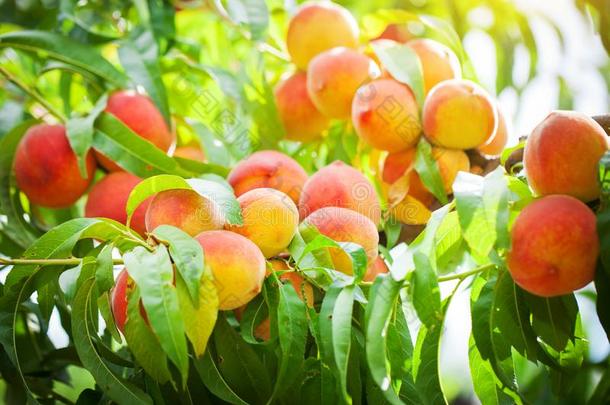 桃子树和成果生长的采用指已提到的人花园.桃子果园.