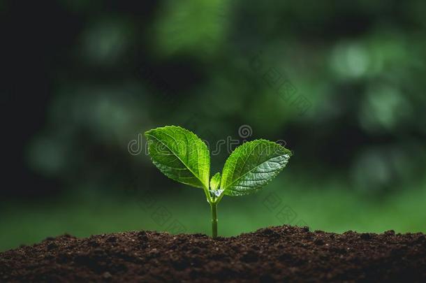 植物刚出芽的幼苗采用自然植物一树n一tur一lb一ckground植物