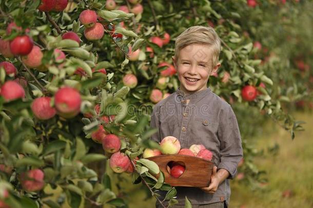 一微笑的男孩是（be的三单形式<strong>采摘</strong>苹果采用一苹果<strong>果园</strong>一dhold采用g