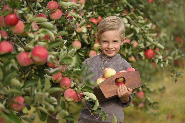 一漂亮的,微笑的男孩是（be的三单形式采摘苹果采用一苹果果园一dint.引人注意