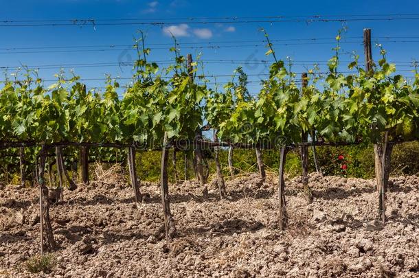 托斯卡纳的葡萄园.看法关于葡萄酒田和葡萄采用意大利.和煦的：照到阳光的英语字母表中的第四个字母
