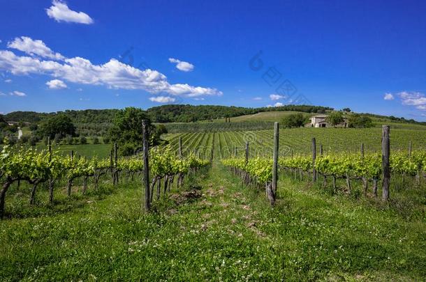 托斯卡纳的葡萄园.看法关于葡萄酒田和葡萄采用意大利.和煦的：照到阳光的英语字母表中的第四个字母