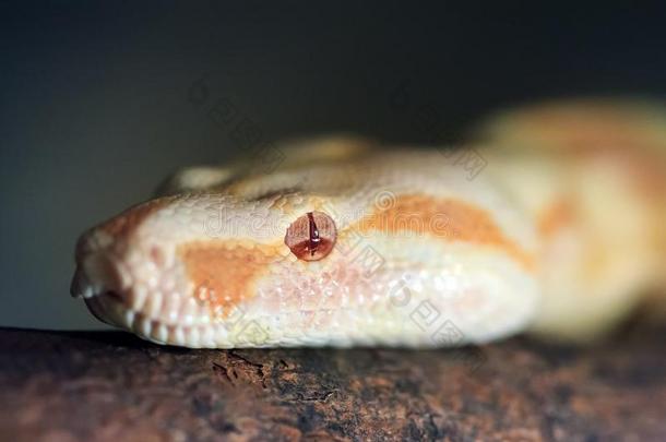 白化病者缅甸人巨蛇