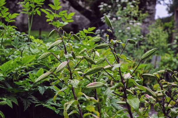 长的发芽湿的花采用指已提到的人花园