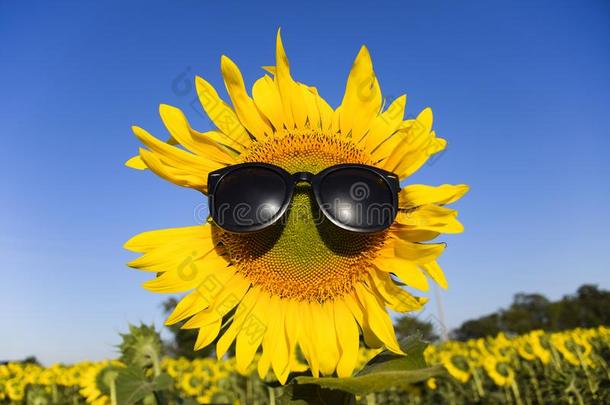 向日葵采用太阳镜.太阳镜向一黄色的花关于孙弗洛