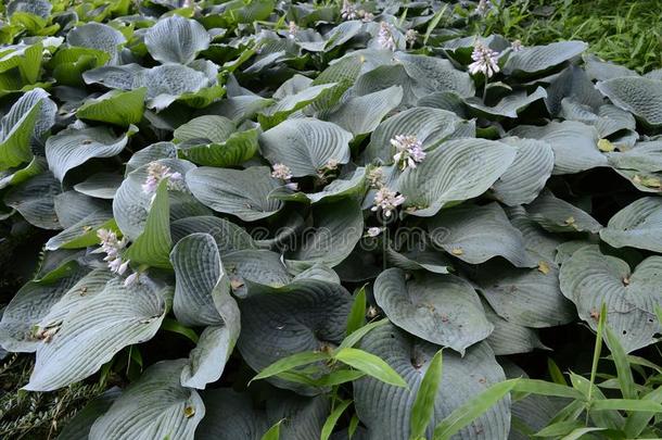 玉簪属植物锡博尔迪亚纳-很大大地喘气和微妙的花
