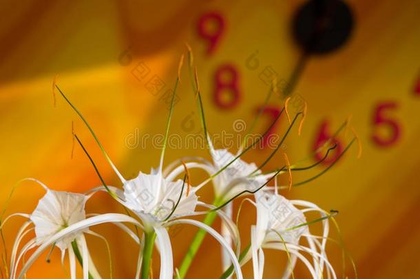 加勒比海蜘蛛-百合花,唯一的方式白色的花向多彩的
