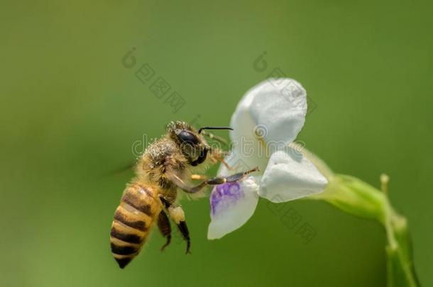 飞行的蜜蜂向指已提到的人草花