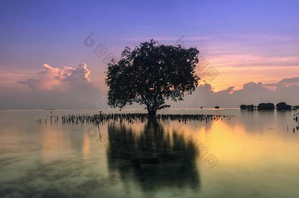 单独的树在parietal学院生活的岛,雅加达印尼