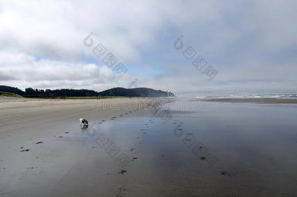 碟耳长毛玩赏小狗步行在沙<strong>海滩</strong>采用海上风景-3