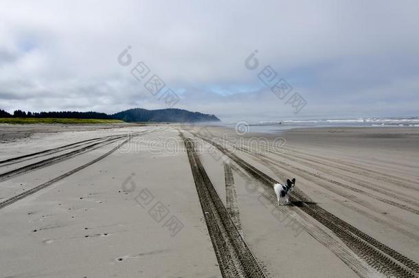 碟耳长毛玩赏小狗步行在沙海滩采用海上风景-2