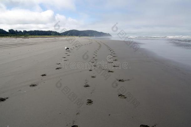 碟耳长毛玩赏小狗步行在沙<strong>海滩</strong>采用海上风景-4