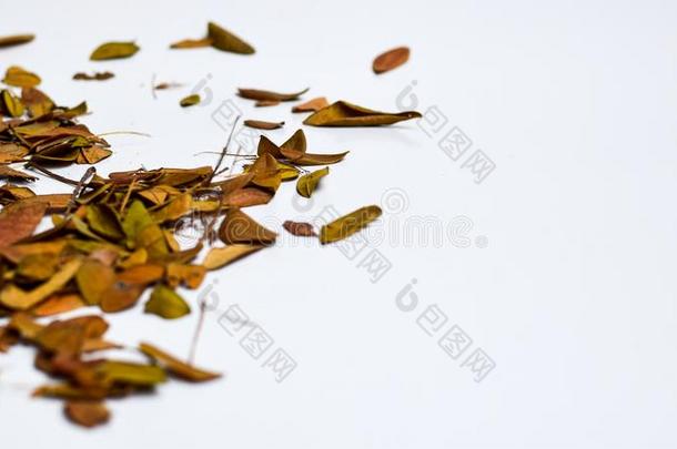 背景关于隔离的秋树叶-位为你的设计,全音节的第七音