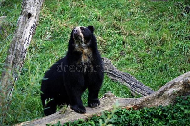 安第斯山的熊最罕见的熊关于指已提到的人世界