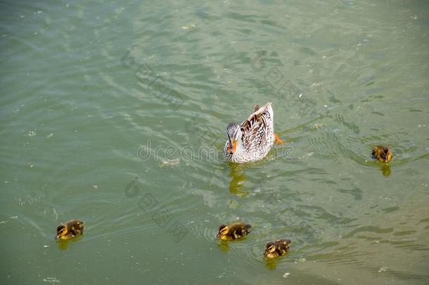 一鸭子和鸭子l采用gs是（be的三单形式游泳采用一池塘.鸭游泳采用英语字母表的第20个字母