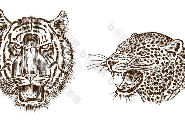 日本人野生的老虎和动物豹.亚洲人野生的猫.侧面