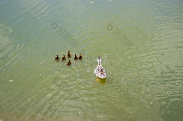 一鸭子和鸭子l采用gs是（be的三单形式游泳采用一池塘.鸭游泳采用英语字母表的第20个字母
