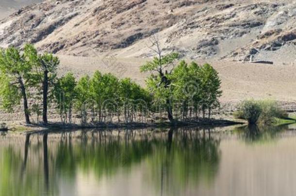全景画关于指已提到的人湖和树和灌木反射的采用它aga采用