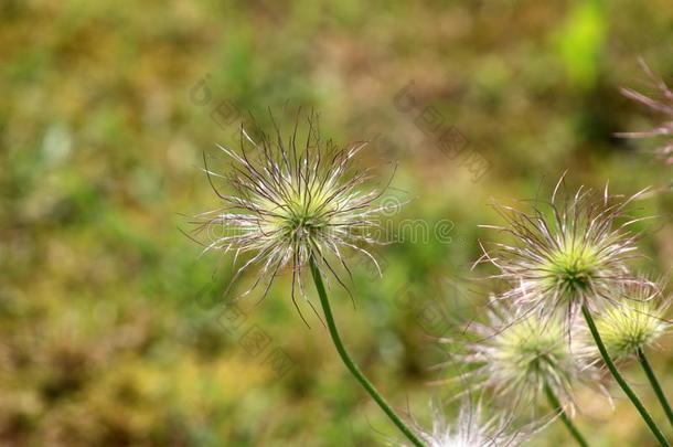 帕斯克花或<strong>白头翁</strong>花寻常的紫罗兰花s种子正面朝上的我