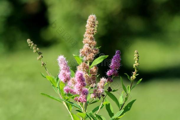 绣线菊类的植物凯旋门或绣线菊类的植物字母x台球凯旋门花园海布里