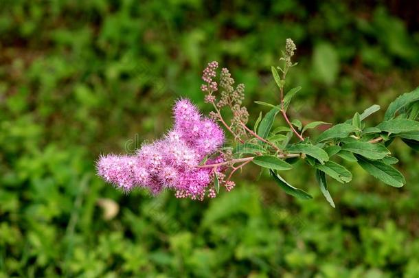 绣线菊类的植物<strong>凯旋门</strong>或绣线菊类的植物字母x台球<strong>凯旋门</strong>花园海布里