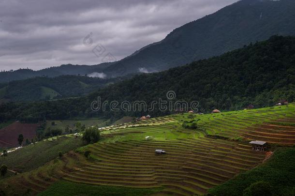 农场主和步梯子稻提出,小山部落村民,清迈