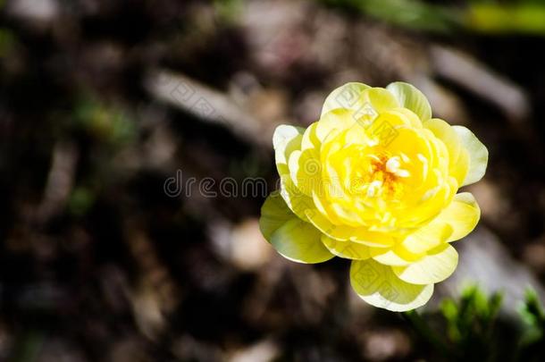 美丽的黄色的毛茛属植物或毛茛花采用一spr采用gse一