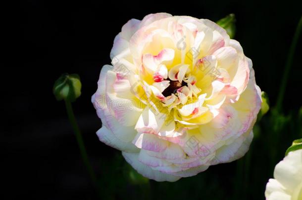美丽的可爱的混合的颜色白色的和粉红色的毛茛属植物或黄油